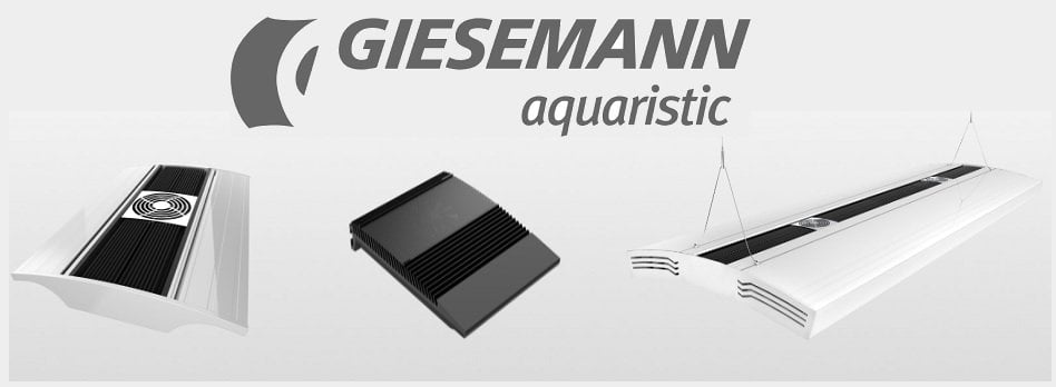 Giesemann